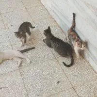 نگهداری از بچه گربه