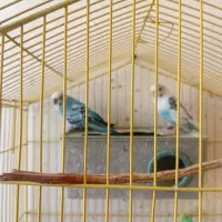 فروش تعدادی مرغ عشق