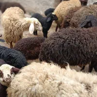 گوسفند افشار بابره خرج خوره|حیوانات مزرعه|قزوین, |دیوار