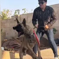 مربی سگ ،تربیت سگ ،اموزش سگ گاردونگهبان