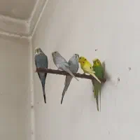 مرغ عشق مولد