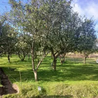 اگه عاشق درخت وباغی این ۲۷۰متری تواین قیمتو بگیر
