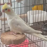جوجه عروس هلندی