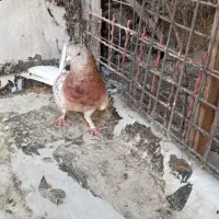 کبوتر سرور