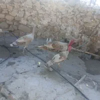 فروش جوجه بوقلمون و جوجه مرغ و خروس محلی
