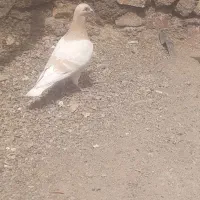 دوستان این ابگول دیروز منطقه باغرود گم شده