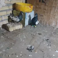 کفتر