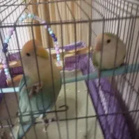 جفت طوطی برزیلی نر و ماده