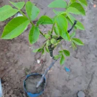 باکیفیت ترین نهال گردو و میوه در غرب نهال