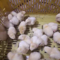 جوجه گوشتی