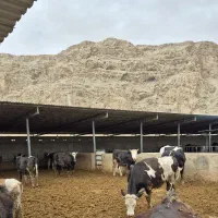 فروش گوساله