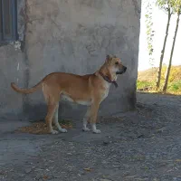 ماده سرابی نسل دار