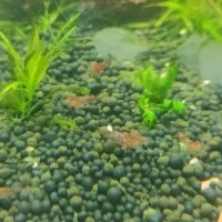 میگو لجن خوار