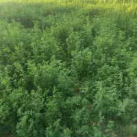 پرس یونجه