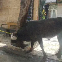 قصاب سیار