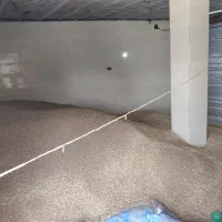35 تن گندم بَش