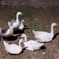جوجه غاز