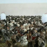 جوجه گلپایگانی اصلاح نژاد شده