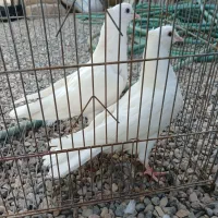 طوق وپلاکی معاظه با کفتر سینه ای یا چادری