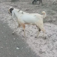 نری گلابی