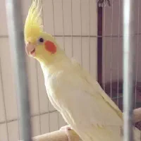 طوطی عروس و گرینچیک روی تخم