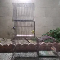 قفس پرنده فوری