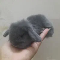 بچه خرگوش لوپ اصیل بلو