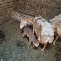 میش چینی اصلی  با بره