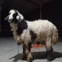 بره نر