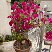 گل کاغذی هلندی پُر پَر