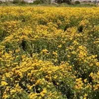 عرقیجات شاهسبران و سرکه سیب دوساله