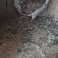 ۴دونه کفتر خوب هوایی همه غریب بودن