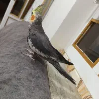 عروس هلندی سخنگو و نیمه دستی