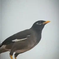 مرغ مینا