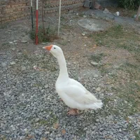 غوغاز لیندا اصل