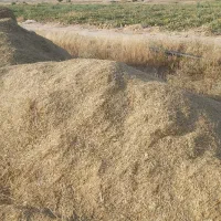 کاه گندم درجه یک و تمیز و نرم