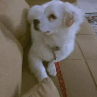 میکس پامر و شیتزو