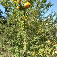 زمین ییلاقی مستثنیات