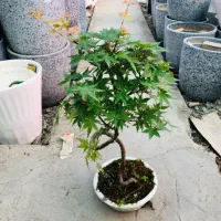 بنسای افرا ۳ ساله زیبا