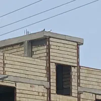 کبوتر
