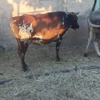 گاو
