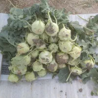 کلم سر|خوردنی و آشامیدنی|فیروزآباد (فارس), |دیوار