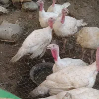 فروش بوقلمون محلی سفید