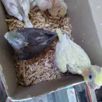 جوجه کوتوله و جوجه هلندی رسید