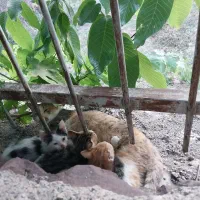 واگذاری رایگان 3 تا بچه گربه به سرپرست مسئول