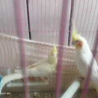 طوطی