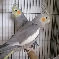 جفت عروس هندی سخنگو