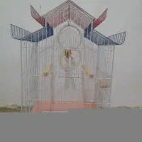 قفس
