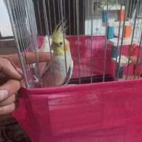 هروس هلندی رام