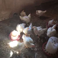 مرغ گوشتی زنده